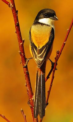 Cendet - Shrike (Lanius schach) 12